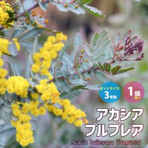 ミモザアカシア 約1.5m 特大植木苗木 ギンヨウアカシア 銀葉アカシア