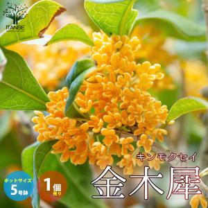 金木犀 四季咲きキンモクセイ（四季咲き金木犀） 5寸ポット植え 苗 苗木