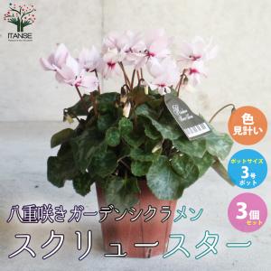 ITANSE 八重咲きガーデンシクラメン スクリュースター 花苗 3.5号鉢 お買い得3個セット 花苗 花の苗 新品種 八ヶ岳 広原園 シクラメン 送料無料 イタンセ公式｜itanse