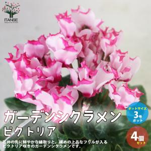 ITANSE ガーデンシクラメン ビクトリア 花苗 3.5号ポット苗 お買い得4個セット 花の苗 イングリッシュガーデン フラワーガーデン 送料無料 イタンセ公式