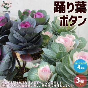 ITANSE 踊り葉ボタン 色ミックス 花苗 4号ポット大苗 お買い得3個セット 花苗 花の苗 イングリッシュガーデン フラワーガーデン 送料無料 イタンセ公式｜itanse