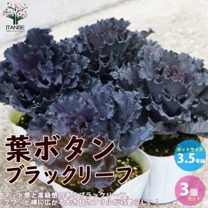 ITANSE 葉ボタン ブラックリーフ 花苗 3.5号ポット苗 お買い得3個セット 花苗 花の苗 イングリッシュガーデン フラワーガーデン 送料無料 イタンセ公式｜itanse