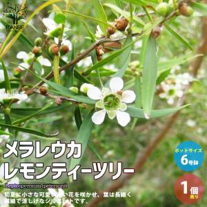 midorimama　ラベンダー、レモン、ティーツリー、ペパーミント新品 midorimama様専用 ラベンダー、レモン、ティーツリー、ペパーミント
