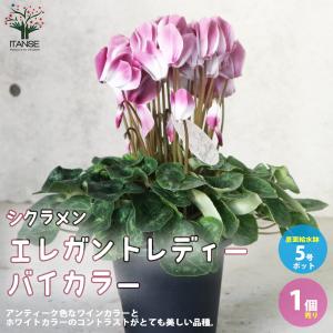 ITANSE シクラメン・月下 5号 底面給水鉢 1個売り 花苗 開花株