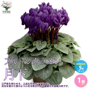 2026年 予約 シクラメン 江戸の青 青 ブルー 紫 5号 鉢花 お歳暮 いい