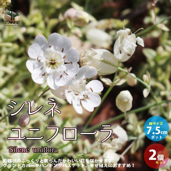 ITANSE シレネ・ユニフローラ 花苗 7.5cmポット苗 お買い得2個セット 花苗 花の苗 イン...