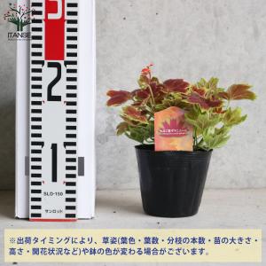 ITANSE もみじ葉ゼラニューム 花苗 3....の詳細画像1
