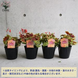 ITANSE もみじ葉ゼラニューム 花苗 3....の詳細画像2