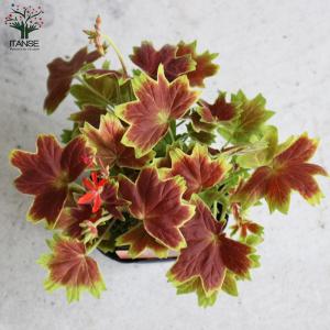 ITANSE もみじ葉ゼラニューム 花苗 3....の詳細画像3