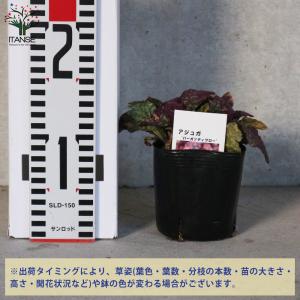 ITANSE アジュガ バーガンディーグロー ...の詳細画像1