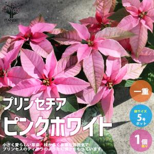 ポインセチア ピンク色の商品一覧 通販 Yahoo ショッピング