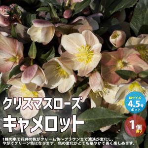 ITANSE クリスマスローズ キャメロット 4.5号 1個売り 花苗 花の苗 イングリッシュガーデン フラワーガーデン 送料無料 イタンセ公式｜itanse