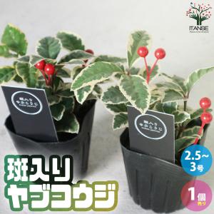 ITANSE ハイブリッドモクレン ジェニー 花木苗 4号ロングポット 接木苗