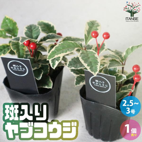 ITANSE 斑入りヤブコウジ 人工実付き 正月飾り 花苗 2.5〜3号 1個売り 花苗 花の苗 イ...