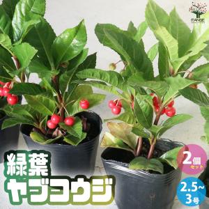 クリスマスローズ花付き苗⭐️3号ポット20個セット 楽天市場】クリスマスローズ 3号ポット苗の通販