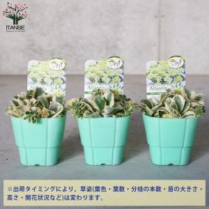 ITANSE セダム アトランティス 多肉植物...の詳細画像2
