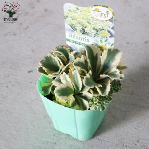 ITANSE セダム アトランティス 多肉植物...の詳細画像3