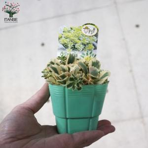 ITANSE セダム アトランティス 多肉植物...の詳細画像5