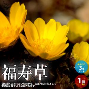 ITANSE 福寿草 (フクジュソウ) 花苗 3...の商品画像