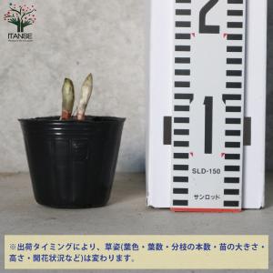ITANSE 福寿草 (フクジュソウ) 花苗 ...の詳細画像1