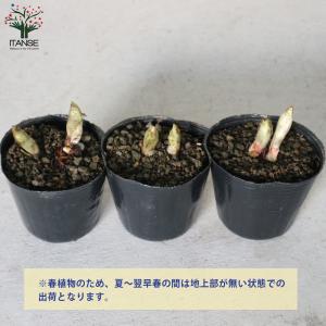 ITANSE 福寿草 (フクジュソウ) 花苗 ...の詳細画像2