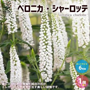 ベロニカ 花 白の商品一覧 通販 Yahoo ショッピング