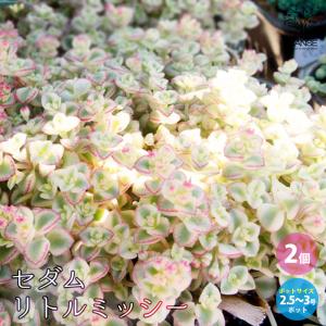 ITANSE セダム ・リトルミッシー 2.5〜3号ポット苗 花苗 多肉植物/グランドカバー 3号ポット苗 お買い得2個セット 送料無料 イタンセ公式