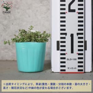 ITANSE セダム ・リトルミッシー 2.5...の詳細画像1