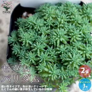 多肉植物 セダム グランドカバーの商品一覧 通販 Yahoo ショッピング