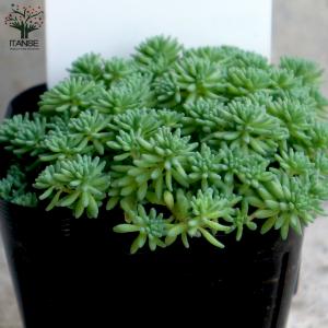 ITANSE セダム ・パリダム 多肉植物 グ...の詳細画像5