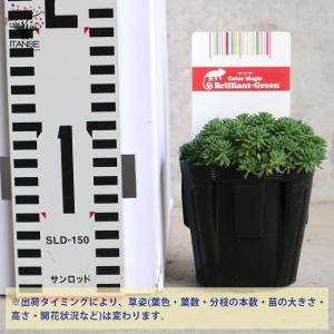 ITANSE セダム ・パリダム 多肉植物 グ...の詳細画像1