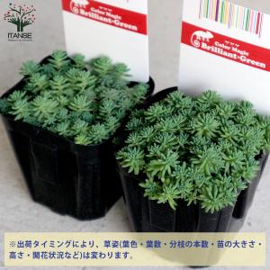 ITANSE セダム ・パリダム 多肉植物 グ...の詳細画像2