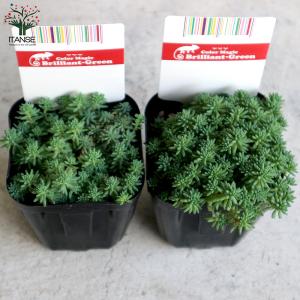 ITANSE セダム ・パリダム 多肉植物 グ...の詳細画像3