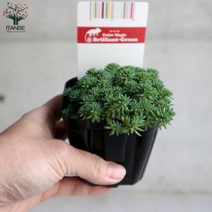 ITANSE セダム ・パリダム 多肉植物 グ...の詳細画像4