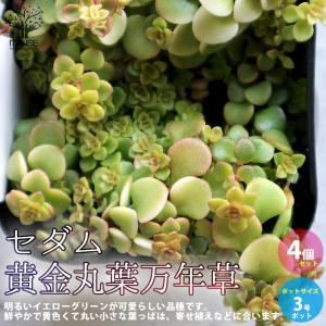 多肉植物 kthグラプトセダム 小桃いろは 品種登録出願中 古都の葉さん