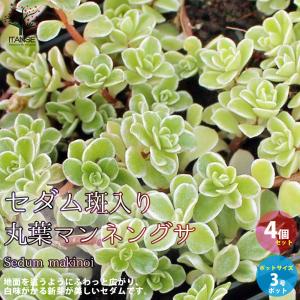 ITANSE セダム ・パリダム 多肉植物 グランドカバー 3号ポット苗