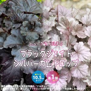 ヒューケラ ドルチェシリーズ 苗 の商品一覧 花 ガーデニング 通販 Yahoo ショッピング