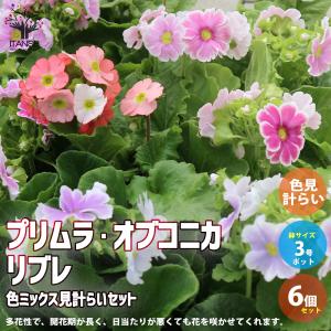 プリムラオブコニカ 花 ガーデニング の商品一覧 通販 Yahoo ショッピング