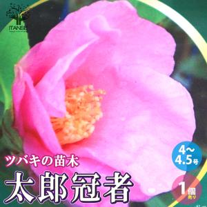 椿 苗 花芙蓉（はなふよう） 接木 白鉢植え 開花 2〜4月頃 : 苗木部 花