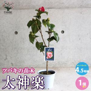 ITANSE バンクシア パラドーサドワーフジンジャー 庭木 7号鉢/1個売り