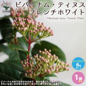 ITANSE ビバーナム ティヌス フレンチホワイト 庭木 庭園花木 6号ポット 1個売り 植木 花木 観賞用 プレゼント 贈答 送料無料 イタンセ公式