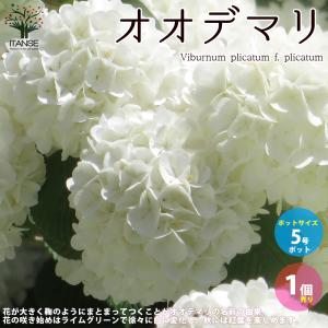 オオデマリ （大手毬） 庭木 庭園花木 5号ポット 1個売り植木 花木 観賞用 新生活 贈答の商品画像