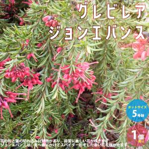 グレビレア ロビンゴードン オージープランツ 常緑 : nico-flowers