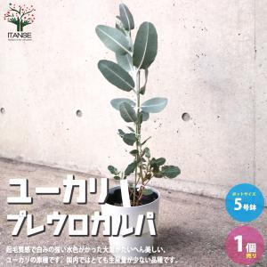 ITANSE ユーカリ プレウロカルパ 庭木 5...の商品画像