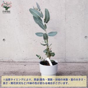 ITANSE ユーカリ プレウロカルパ 庭木 ...の詳細画像2