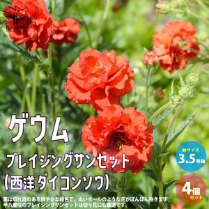 ITANSE ゲウム ブレイジングサンセット 花苗 花苗 3.5号 お買い得4個セット 花苗 花の苗 イングリッシュガーデン フラワーガーデン 送料無料 イタンセ公式