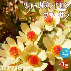 ITANSE リューカデンドロン ・サマーサン 庭木 4号ポット 1個売り 植木 花木 観賞用 新生活 プレゼント 贈答 送料無料 イタンセ公式