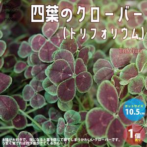 ITANSE 四葉のクローバー (トリフォリウム...の商品画像