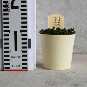 ITANSE 四葉のクローバー (トリフォリウ...の詳細画像1