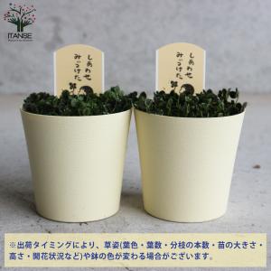 ITANSE 四葉のクローバー (トリフォリウ...の詳細画像2